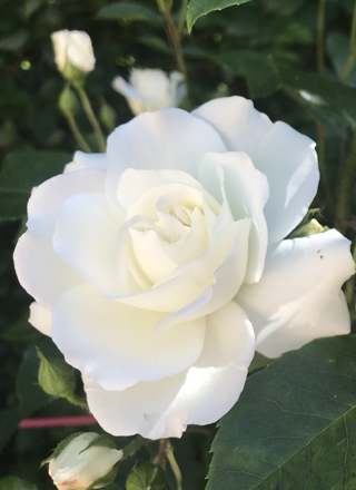 white rose